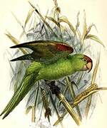 Conure de Finsch