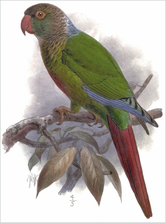 Green-cheeked Parakeet