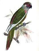 Venezuelan Parakeet