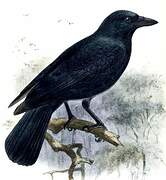 New Caledonian Crow