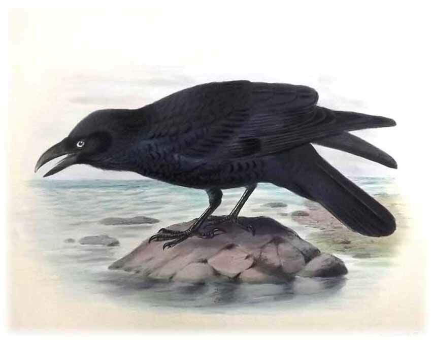 Torresian Crow