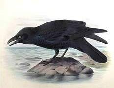 Torresian Crow