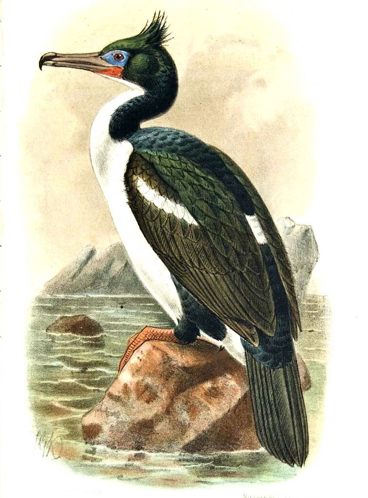 Cormoran bronzé