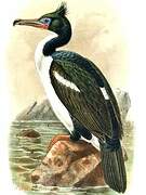 Otago Shag