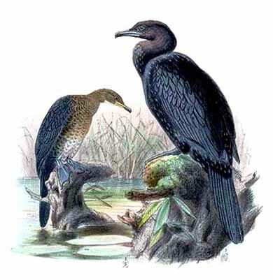 Pygmy Cormorant