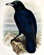 White-billed Crow