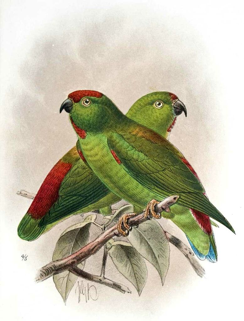 Great Hanging Parrot