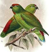 Great Hanging Parrot