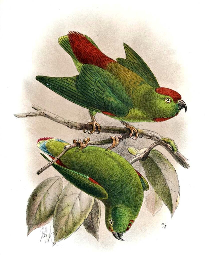 Moluccan Hanging Parrot