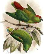 Moluccan Hanging Parrot