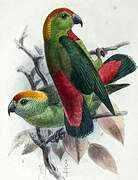 Philippine Hanging Parrot