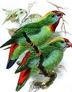 Philippine Hanging Parrot