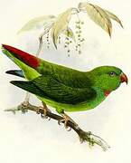 Pygmy Hanging Parrot