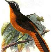 White-crowned Robin-Chat