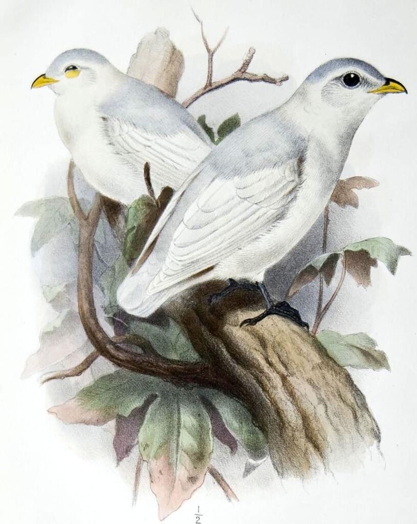 Yellow-billed Cotinga