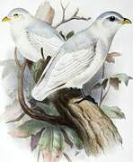 Yellow-billed Cotinga