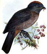 Bay-vented Cotinga