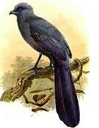 Blue Coua