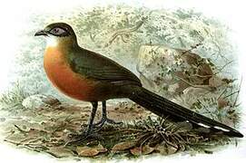 Coquerel's Coua