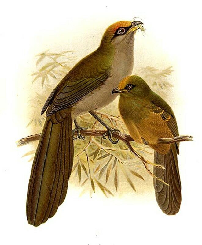 Coua de Reynaud