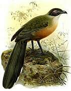 Giant Coua