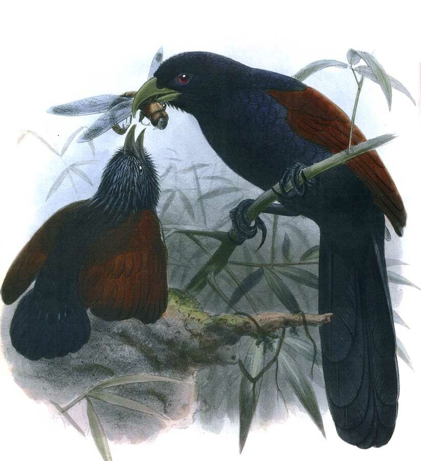 Green-billed Coucal