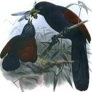 Coucal de Ceylan