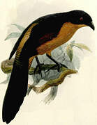 Coucal du Gabon