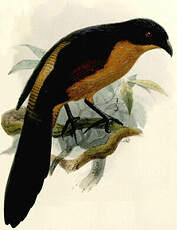 Coucal du Gabon