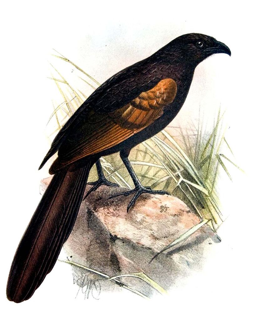 Coucal noirou