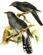 Grey-bellied Cuckoo