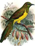 African Emerald Cuckoo