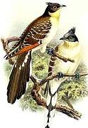 Great Spotted Cuckoo