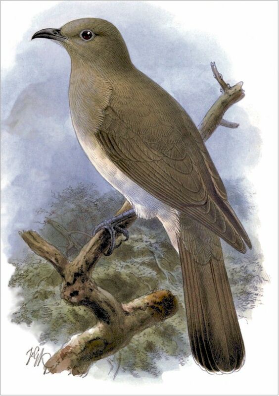 Ash-colored Cuckoo