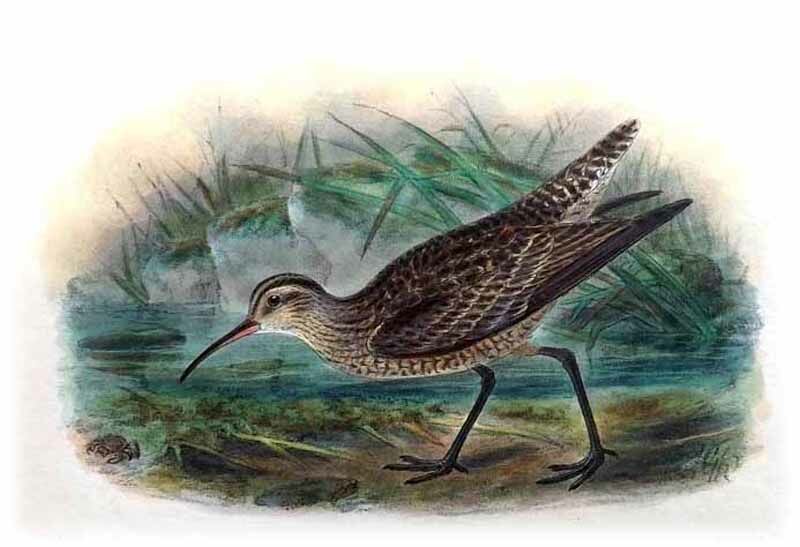 Little Curlew