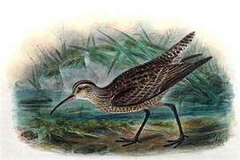 Little Curlew