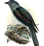 Cuckoo-roller