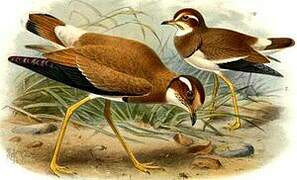 Bronze-winged Courser