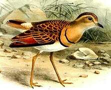 Double-banded Courser