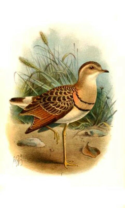 Double-banded Courser