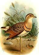 Double-banded Courser