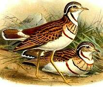 Three-banded Courser