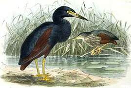 Rufous-bellied Heron