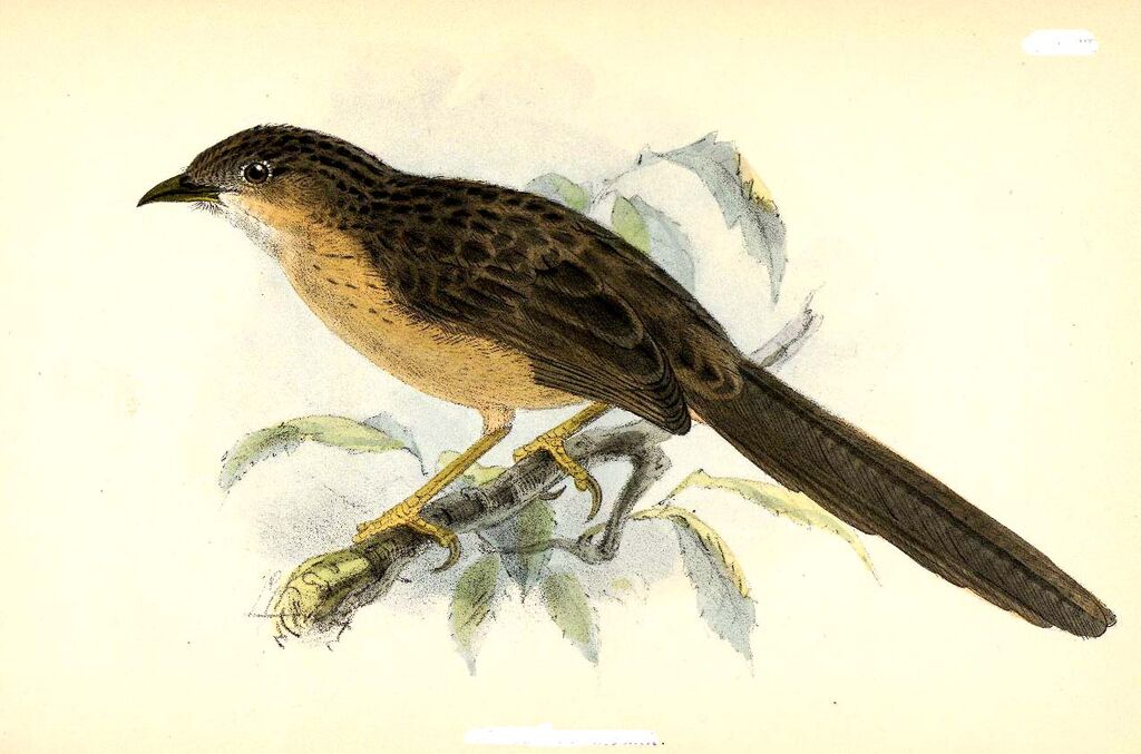 Common Babbler