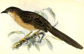 Common Babbler