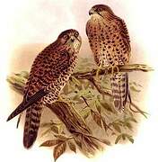 Malagasy Kestrel