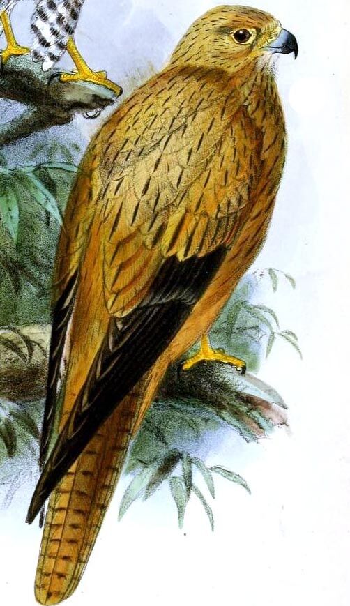 Fox Kestrel