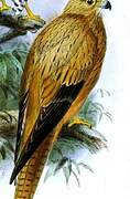 Fox Kestrel