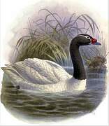 Black-necked Swan