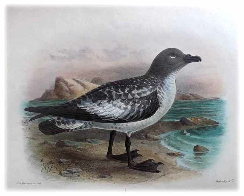 Cape Petrel